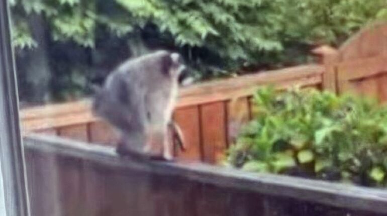 Jimothy the Raccoon